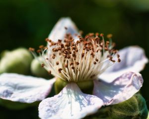 Preview wallpaper flower, petals, macro, pollen