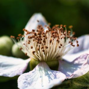 Preview wallpaper flower, petals, macro, pollen