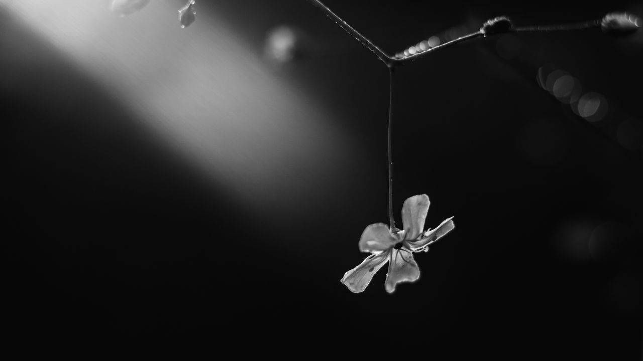 Wallpaper flower, petals, macro, branch, black and white