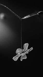 Preview wallpaper flower, petals, macro, branch, black and white