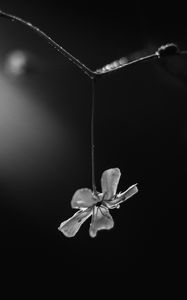 Preview wallpaper flower, petals, macro, branch, black and white