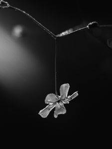 Preview wallpaper flower, petals, macro, branch, black and white