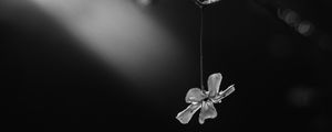 Preview wallpaper flower, petals, macro, branch, black and white