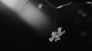 Preview wallpaper flower, petals, macro, branch, black and white