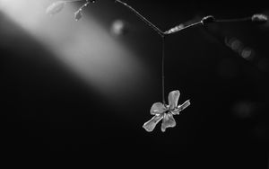 Preview wallpaper flower, petals, macro, branch, black and white