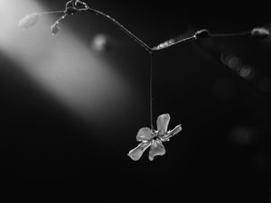 Preview wallpaper flower, petals, macro, branch, black and white