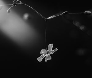 Preview wallpaper flower, petals, macro, branch, black and white