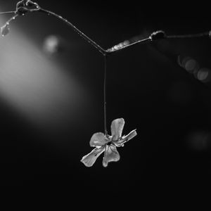 Preview wallpaper flower, petals, macro, branch, black and white