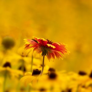 Preview wallpaper flower, petals, macro, blur, yellow