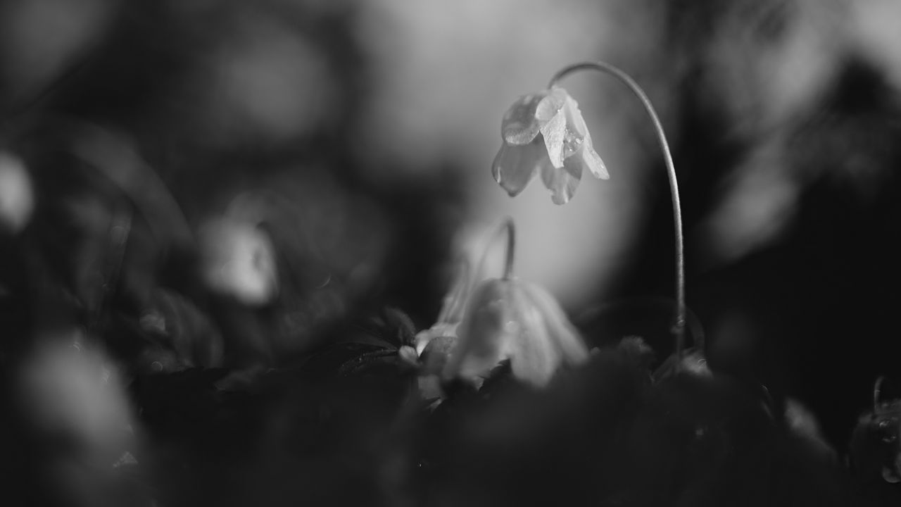 Wallpaper flower, petals, macro, drops, black and white