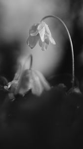 Preview wallpaper flower, petals, macro, drops, black and white