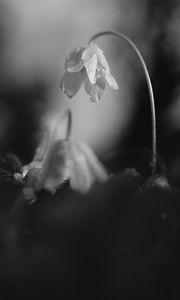 Preview wallpaper flower, petals, macro, drops, black and white