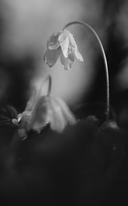 Preview wallpaper flower, petals, macro, drops, black and white
