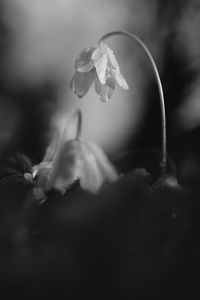 Preview wallpaper flower, petals, macro, drops, black and white