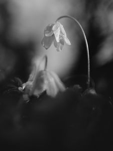 Preview wallpaper flower, petals, macro, drops, black and white