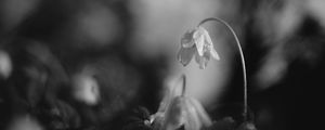 Preview wallpaper flower, petals, macro, drops, black and white