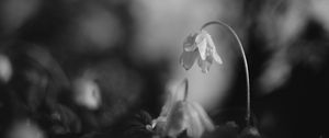 Preview wallpaper flower, petals, macro, drops, black and white