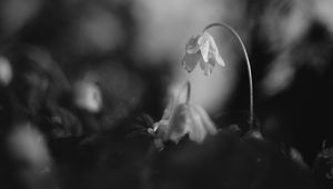 Preview wallpaper flower, petals, macro, drops, black and white