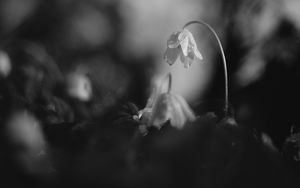 Preview wallpaper flower, petals, macro, drops, black and white