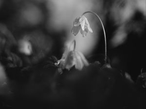 Preview wallpaper flower, petals, macro, drops, black and white