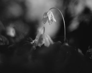 Preview wallpaper flower, petals, macro, drops, black and white