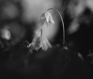 Preview wallpaper flower, petals, macro, drops, black and white