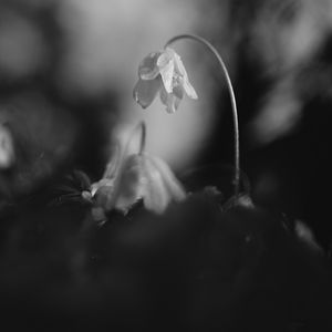 Preview wallpaper flower, petals, macro, drops, black and white