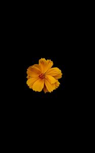 Preview wallpaper flower, petals, minimalism, yellow, black