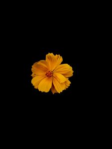 Preview wallpaper flower, petals, minimalism, yellow, black