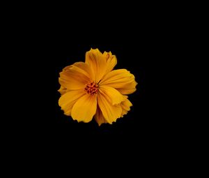 Preview wallpaper flower, petals, minimalism, yellow, black