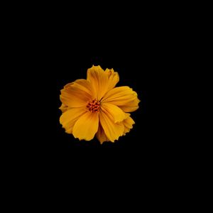 Preview wallpaper flower, petals, minimalism, yellow, black