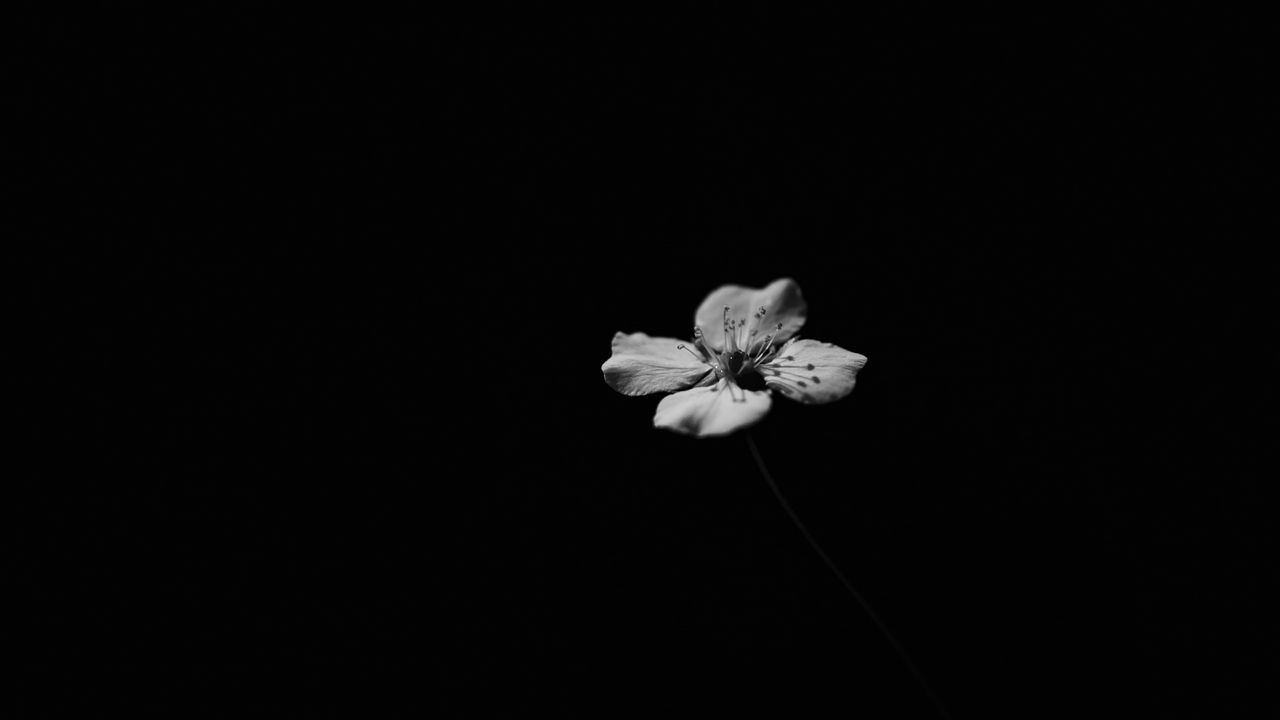 Wallpaper flower, petals, minimalism, shadows, black