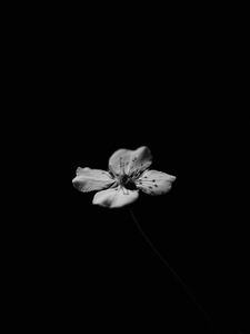 Preview wallpaper flower, petals, minimalism, shadows, black