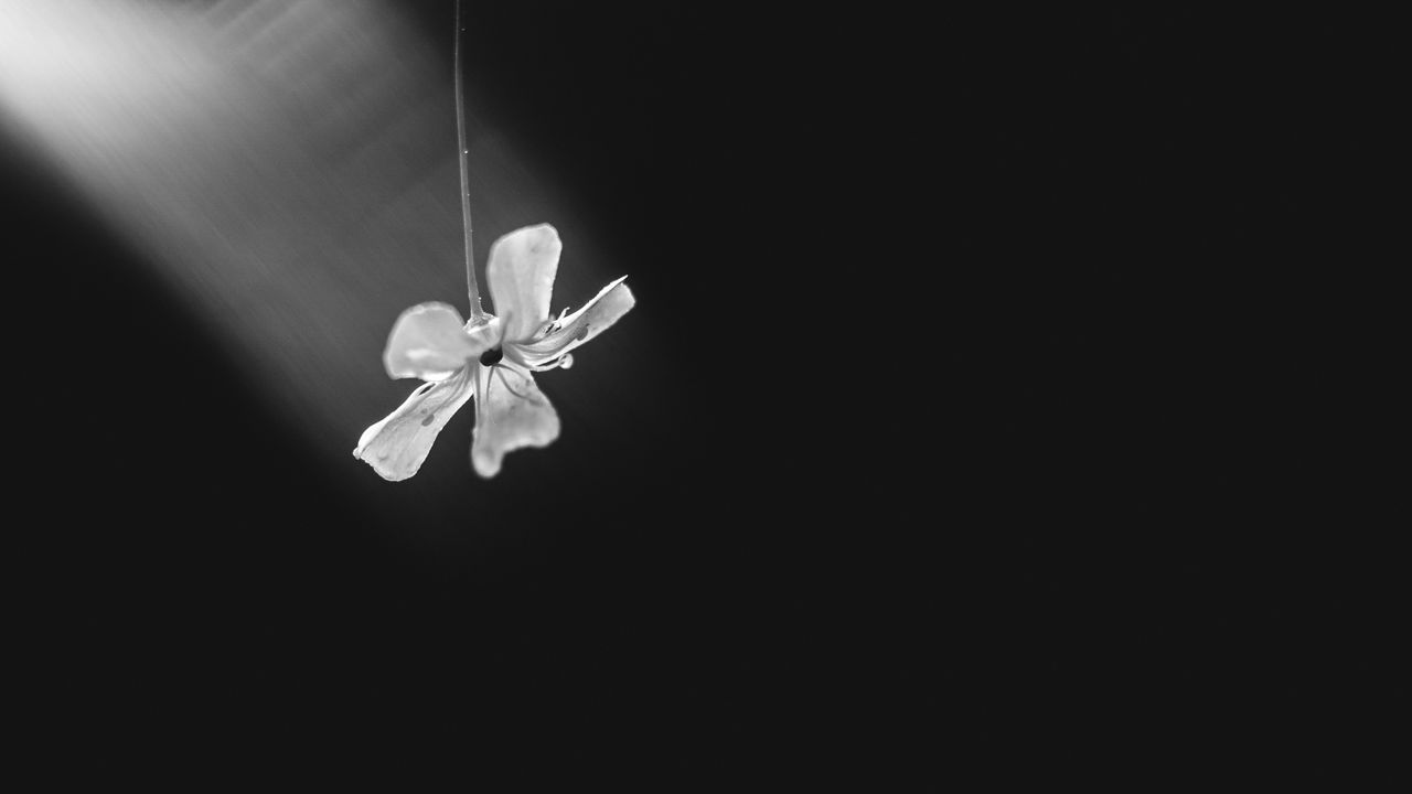 Wallpaper flower, petals, minimalism, black and white