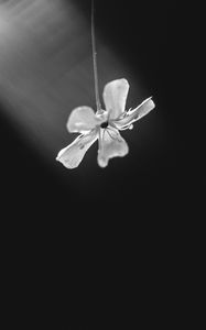 Preview wallpaper flower, petals, minimalism, black and white