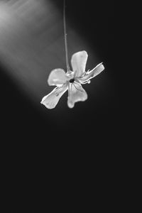 Preview wallpaper flower, petals, minimalism, black and white