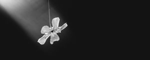 Preview wallpaper flower, petals, minimalism, black and white