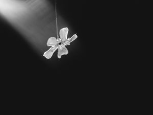 Preview wallpaper flower, petals, minimalism, black and white