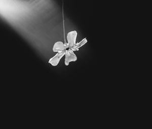 Preview wallpaper flower, petals, minimalism, black and white