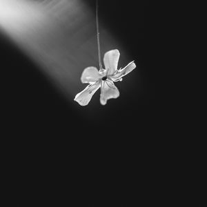 Preview wallpaper flower, petals, minimalism, black and white