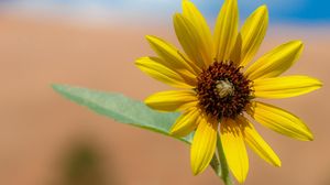 Preview wallpaper flower, petals, nature