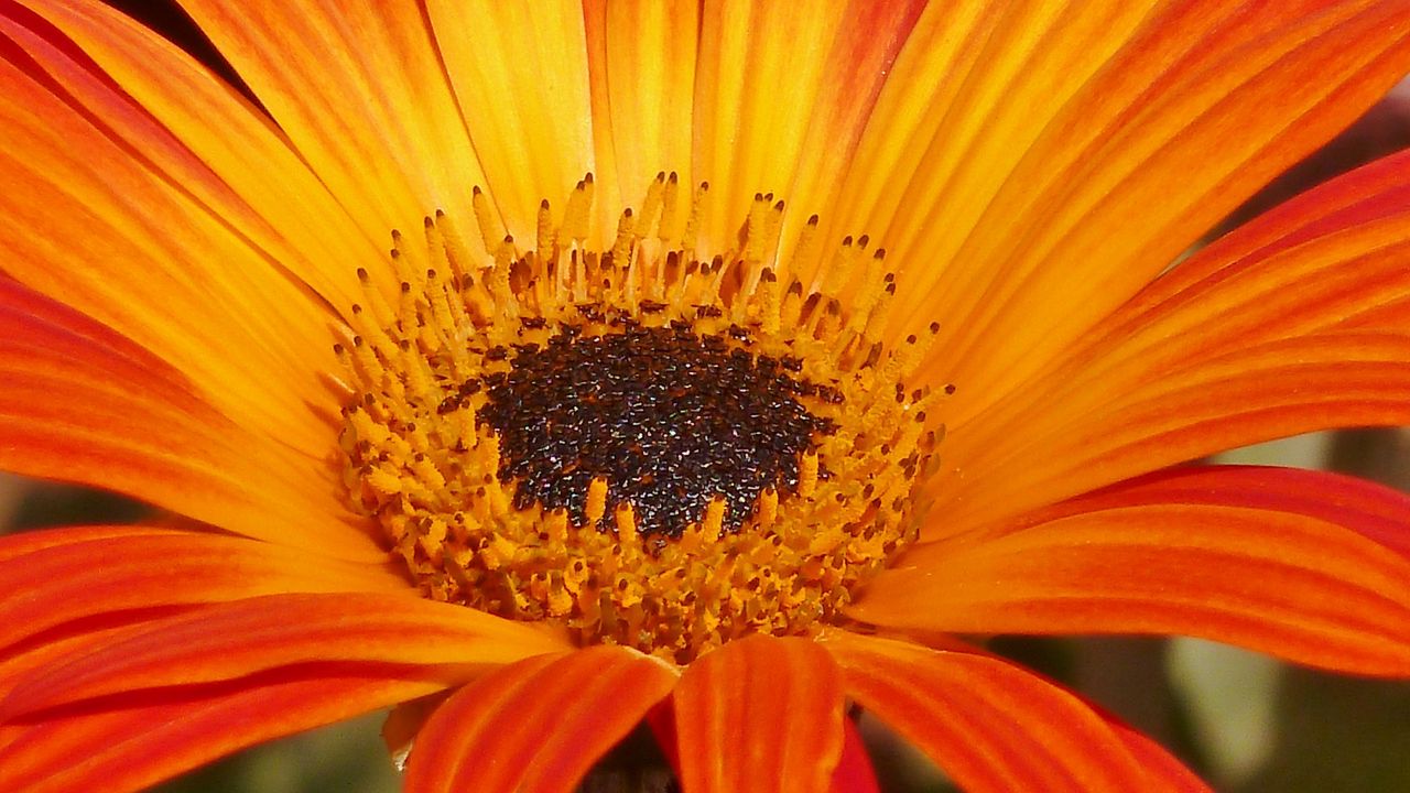 Wallpaper flower, petals, orange, close-up