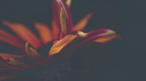 Preview wallpaper flower, petals, orange, macro