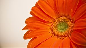 Preview wallpaper flower, petals, orange, bright, macro