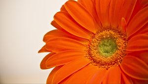 Preview wallpaper flower, petals, orange, bright, macro
