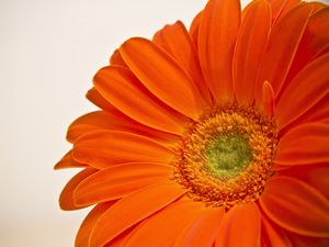 Preview wallpaper flower, petals, orange, bright, macro
