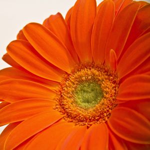 Preview wallpaper flower, petals, orange, bright, macro