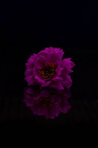 Preview wallpaper flower, petals, photoshop, purple, black