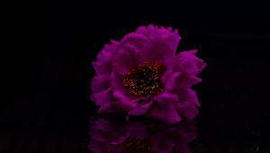 Preview wallpaper flower, petals, photoshop, purple, black