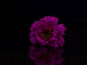 Preview wallpaper flower, petals, photoshop, purple, black